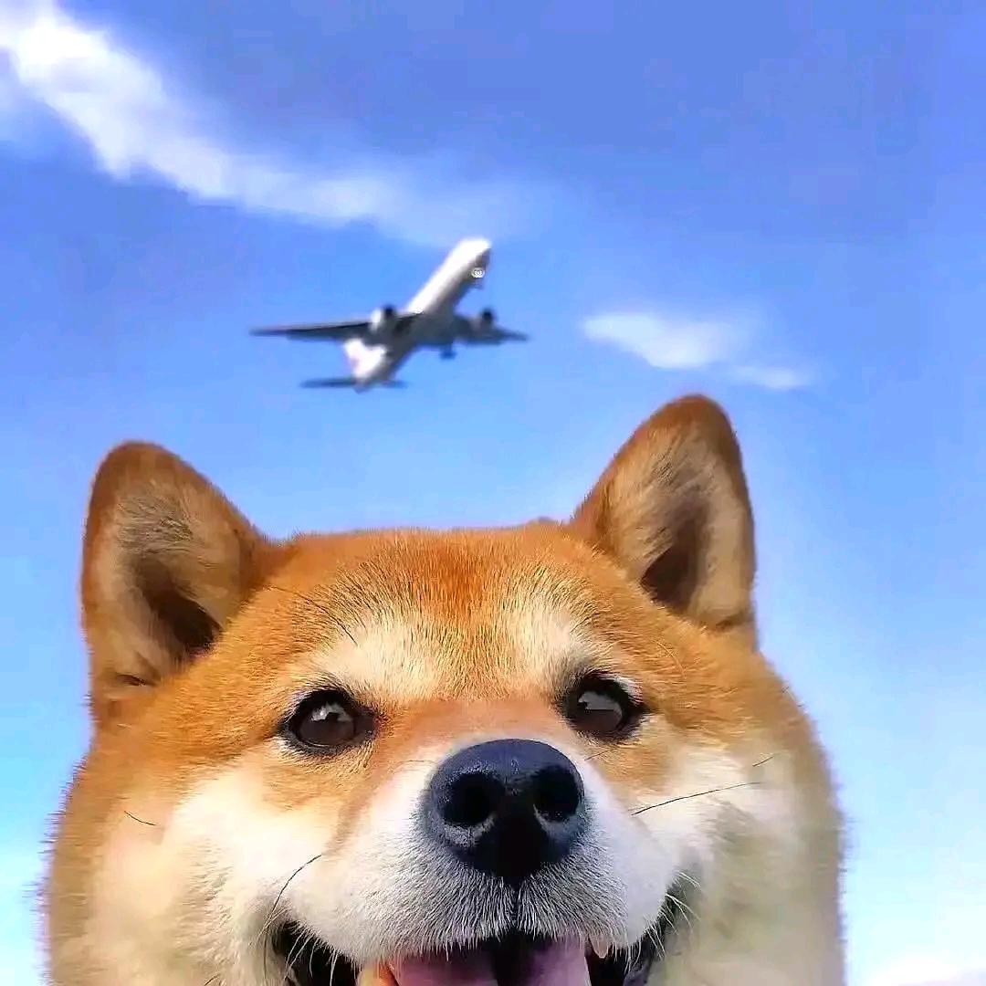 哇哈哈の