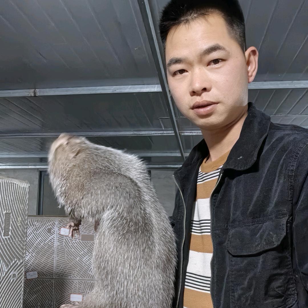 竹鼠养殖小何