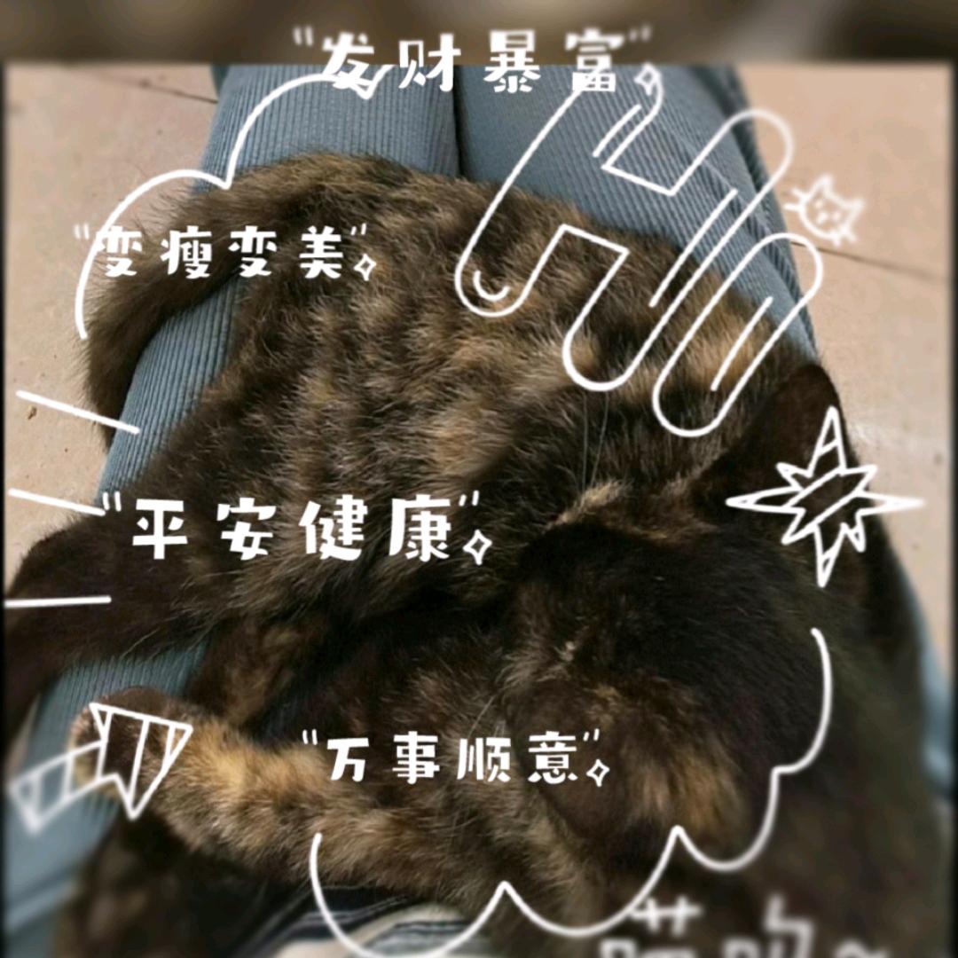 想养一只猫和一只狗