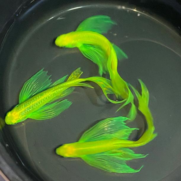 天津小霞观赏鱼