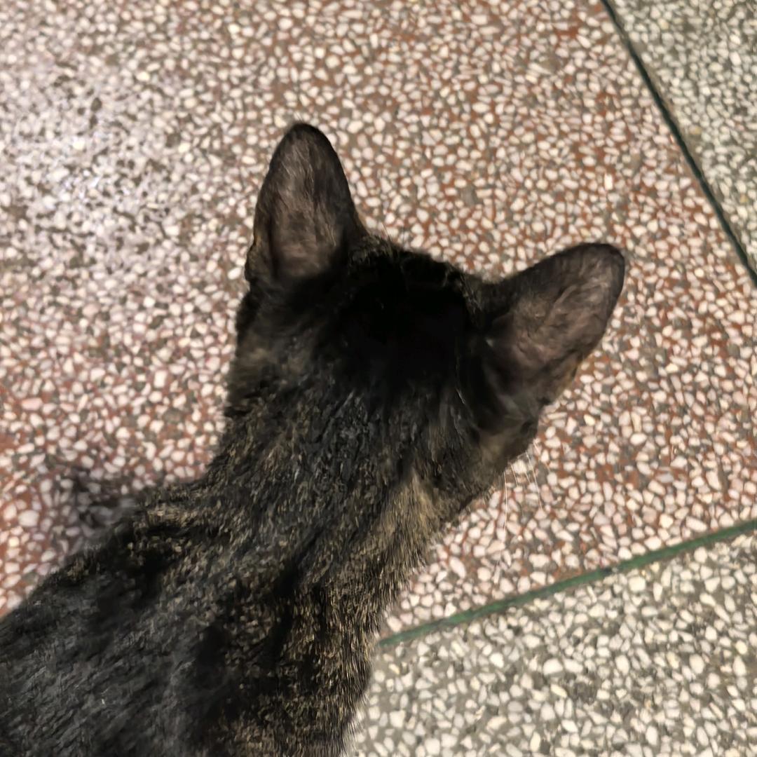 转头摸猫两三只