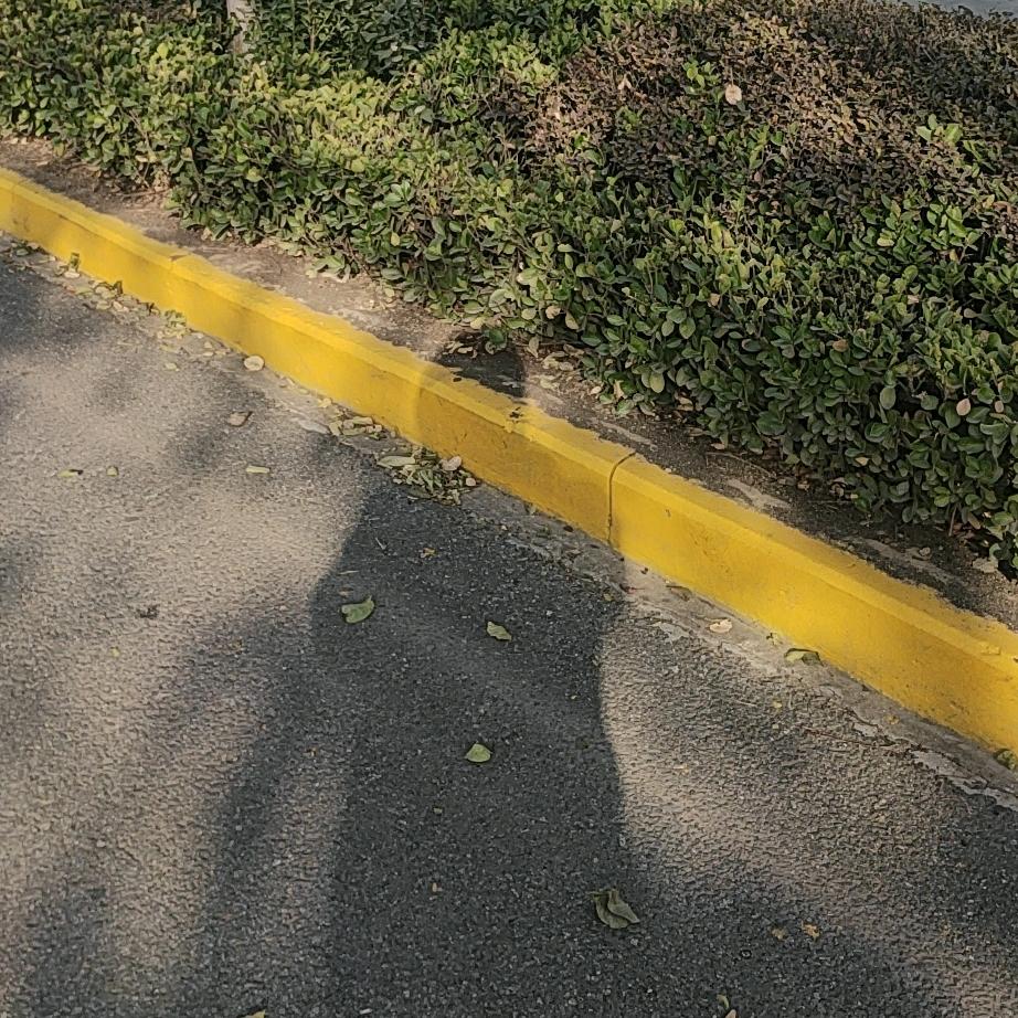 水蘑菇