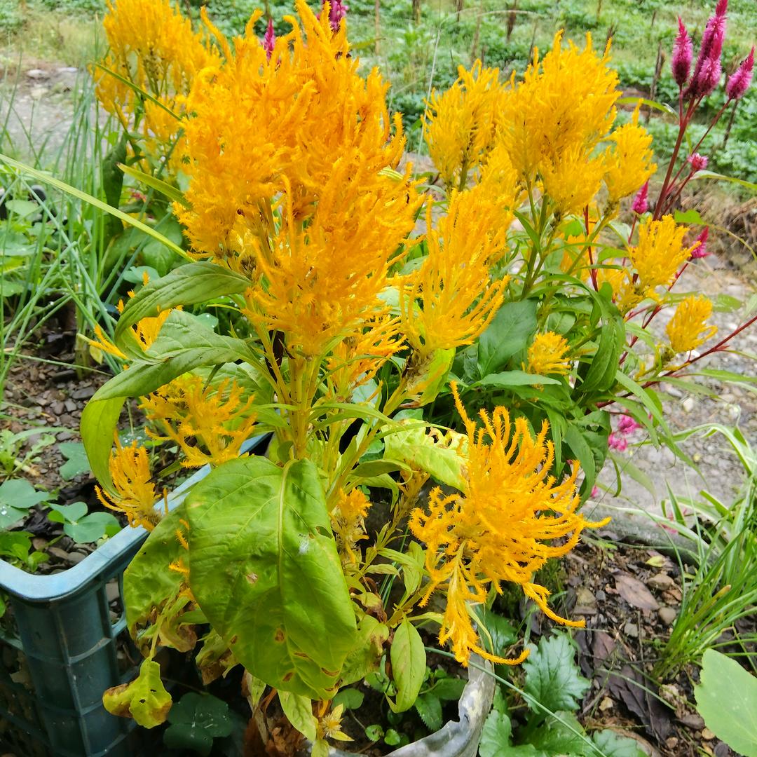 🥀এ᭄封心ꦿ锁💔爱