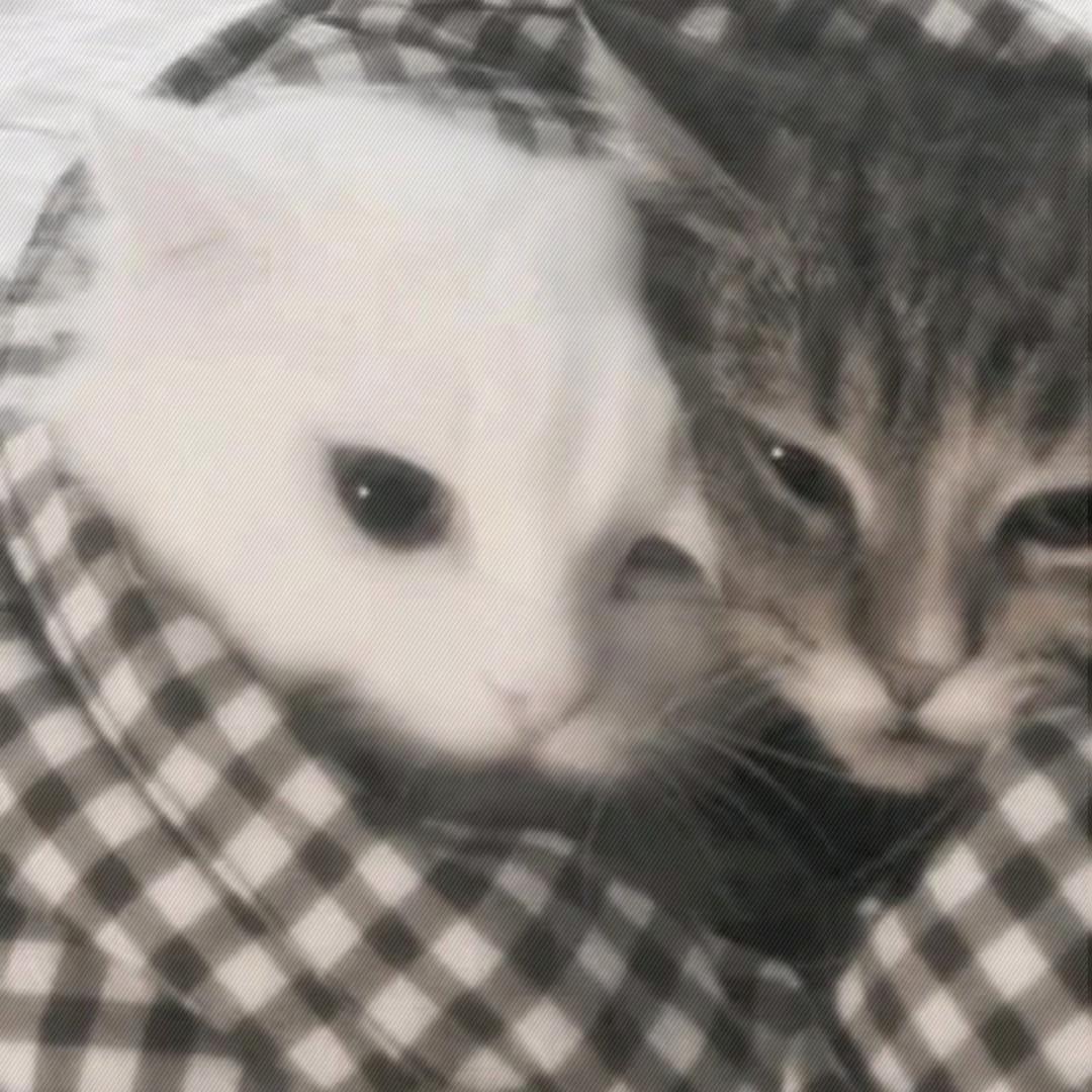 小猫炒鱿鱼