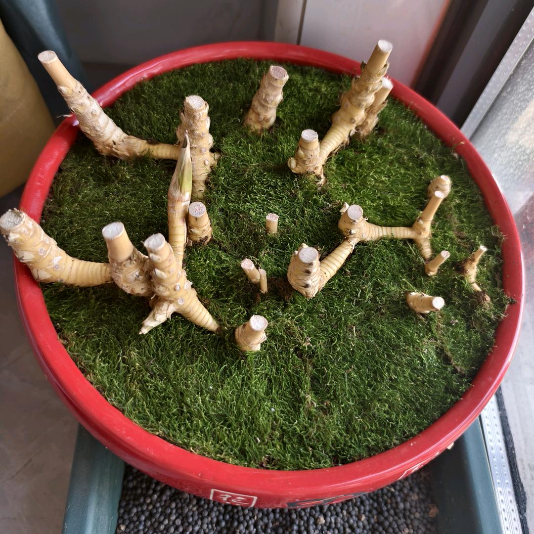 多宝鱼