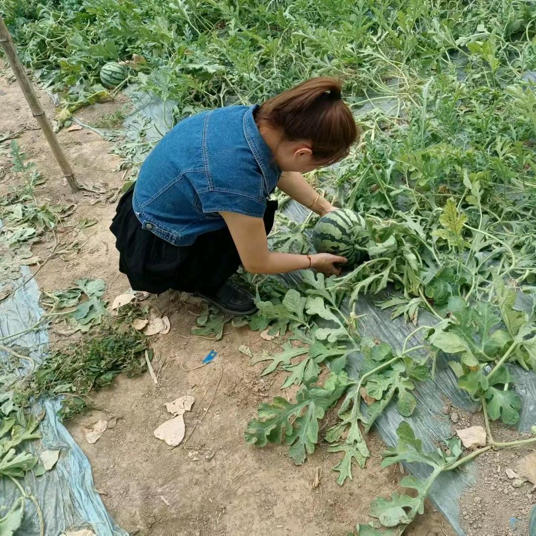 王66的西瓜种植生活
