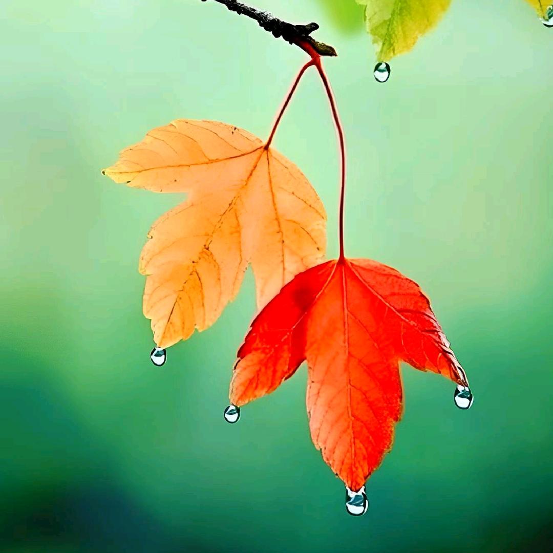 🚗✧(≖ ◡ ≖✿)