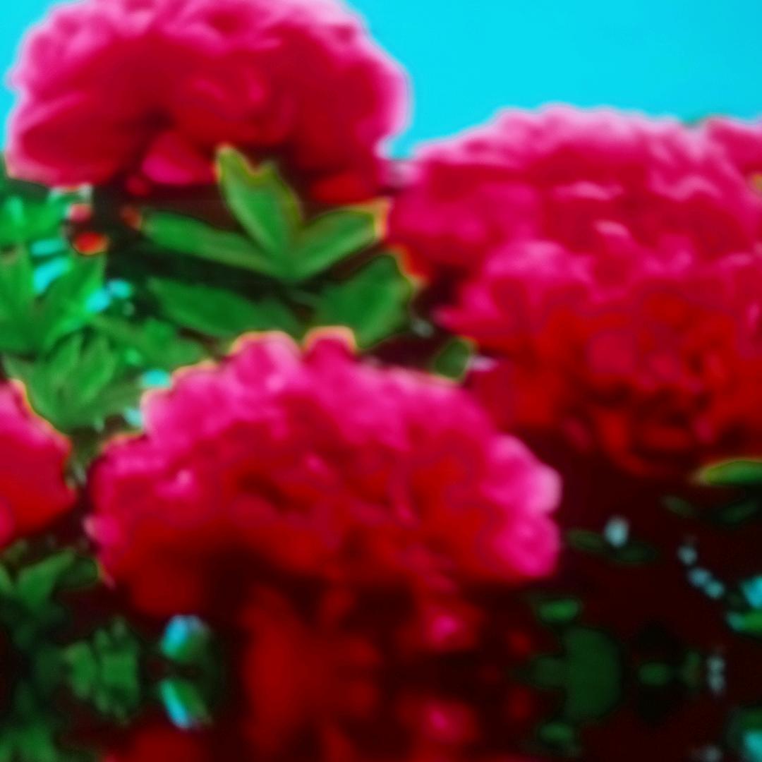 我是一个小草 🍀🌹🌻