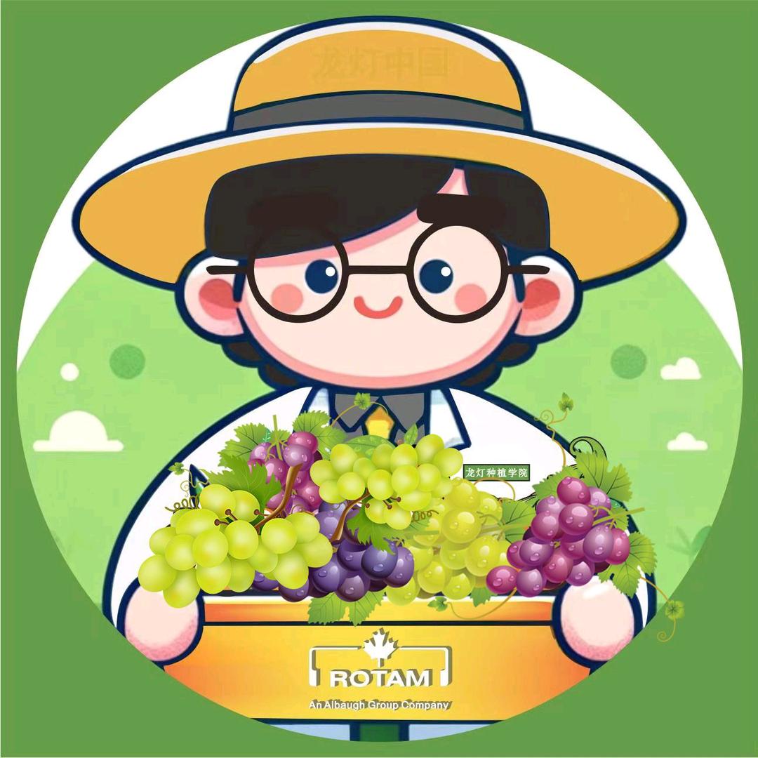 龙灯学院说葡萄