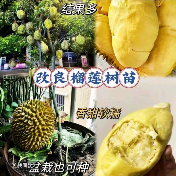 恰货郎享放果树苗木专卖店2