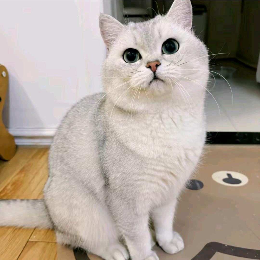 百万有点儿饿