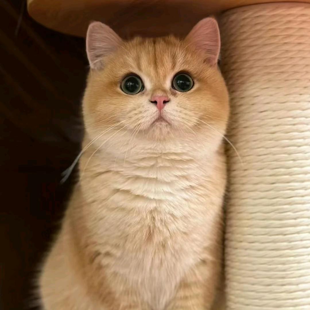 猫猫福宝宝