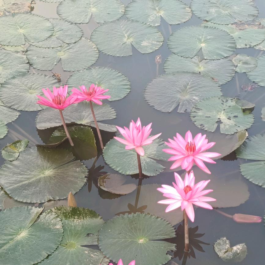 芋头㚿昺
