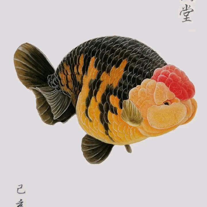 一尾渡江湖