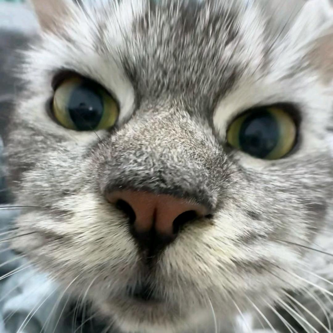 子子林品质好物