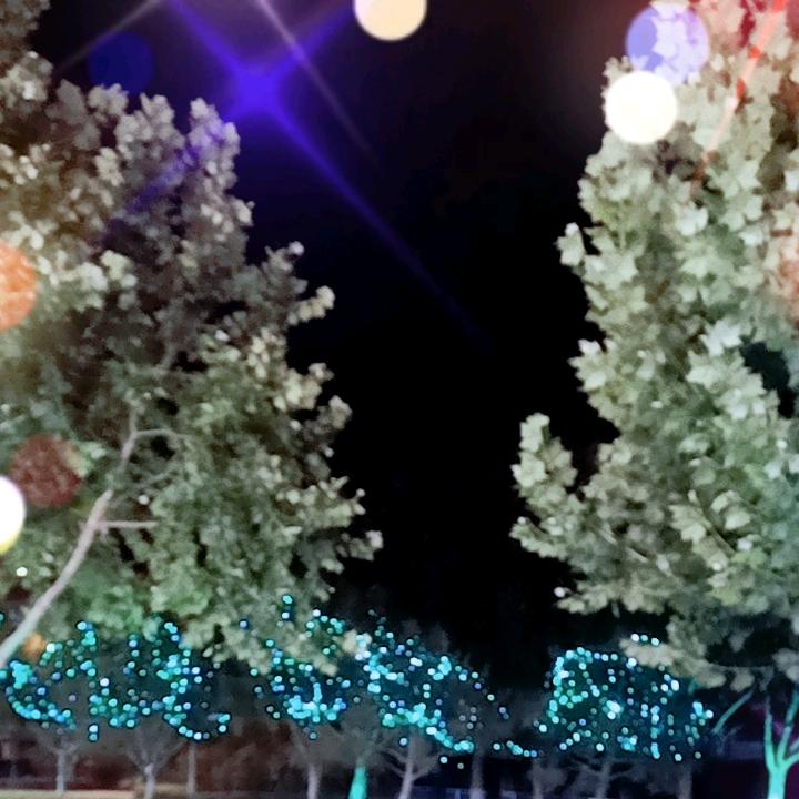 紫藤花A