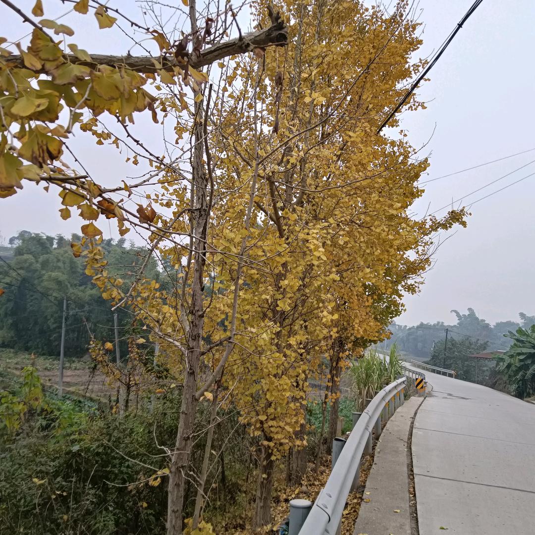 A飞鸿