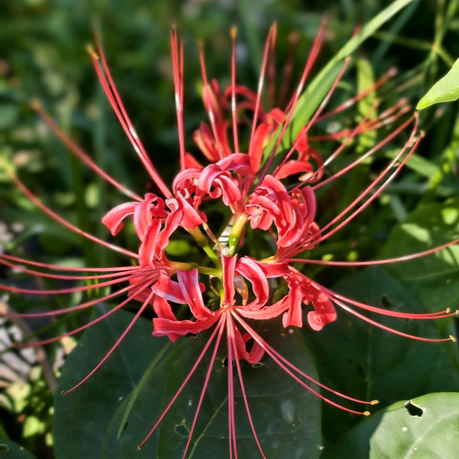 ૡ᭄彼໊岸⃨花殇ꦿ҉࿐