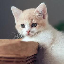 @黑色茯苓