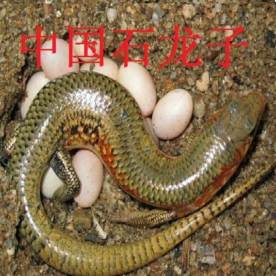 龙宠动物科普展示