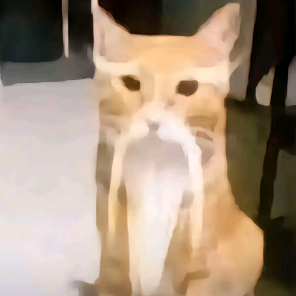 猫骑大爷闯红灯