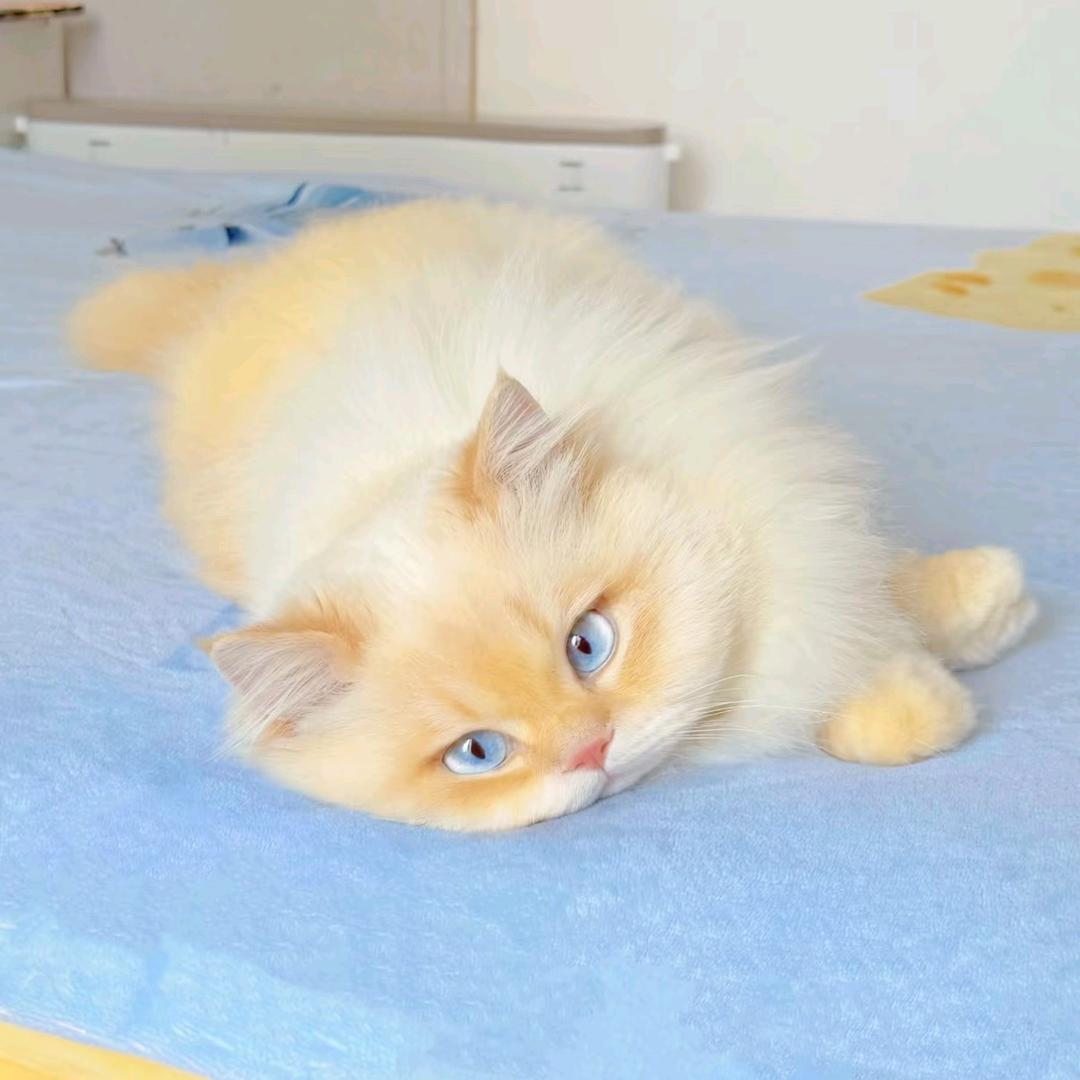 雪满月