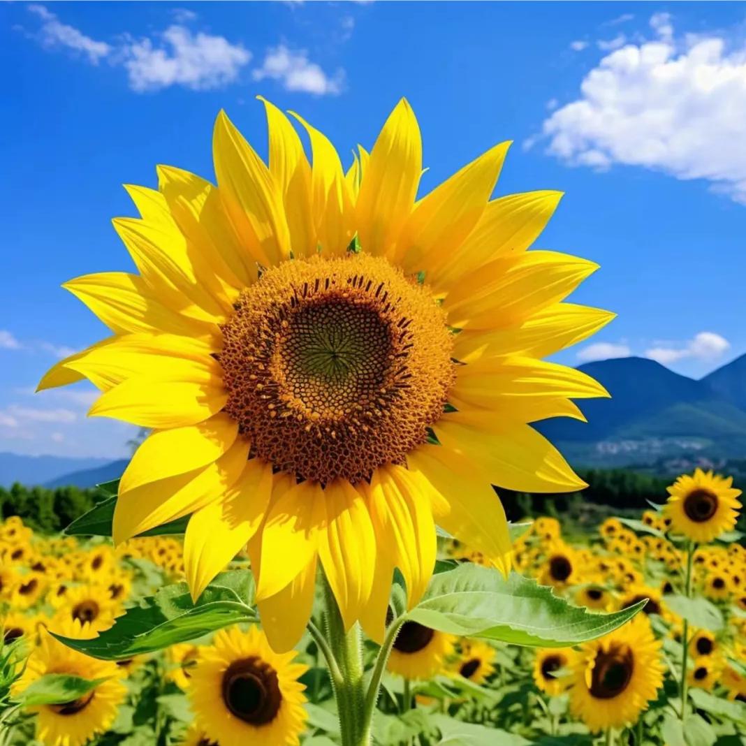 @桃桃杨乐多（大号）