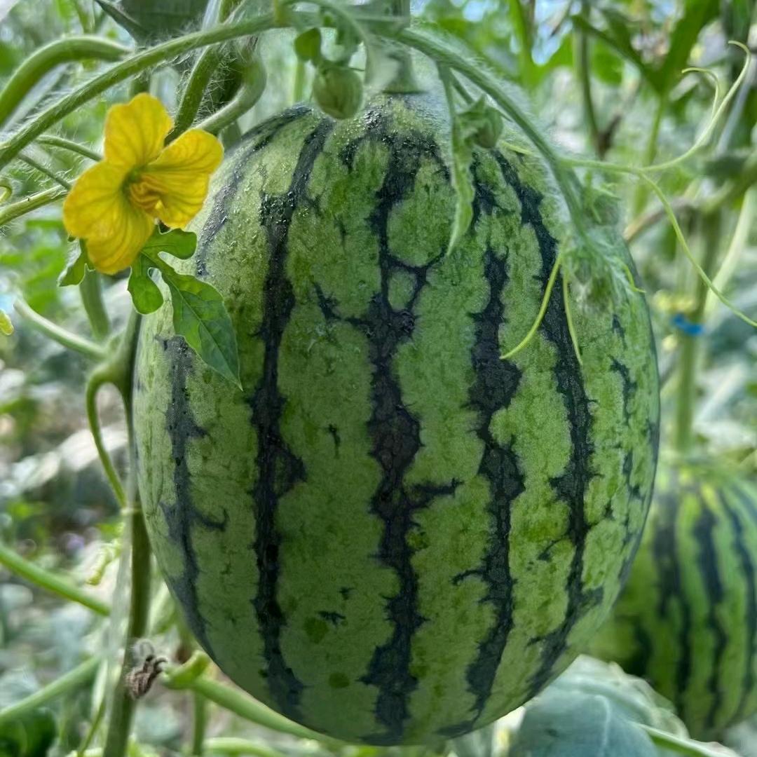 种植基地自产自销