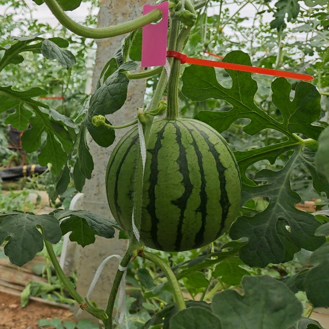 大，大个大西瓜