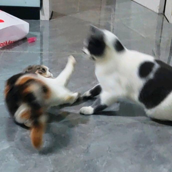 疯狂三花猫