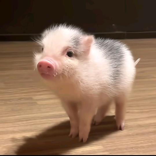 ༄听ོ࿆风ོ࿆