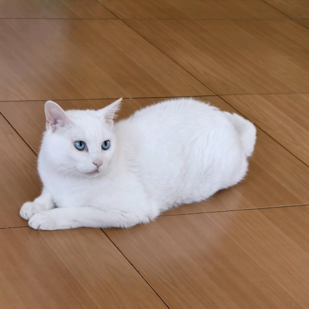毛孩子宝藏