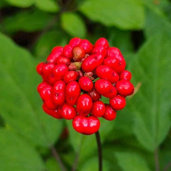 松涧参源农产优品店