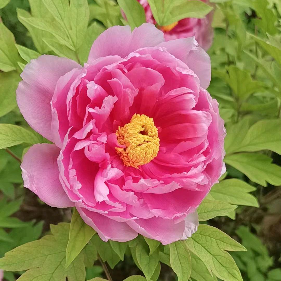 河南特色《杯中水》