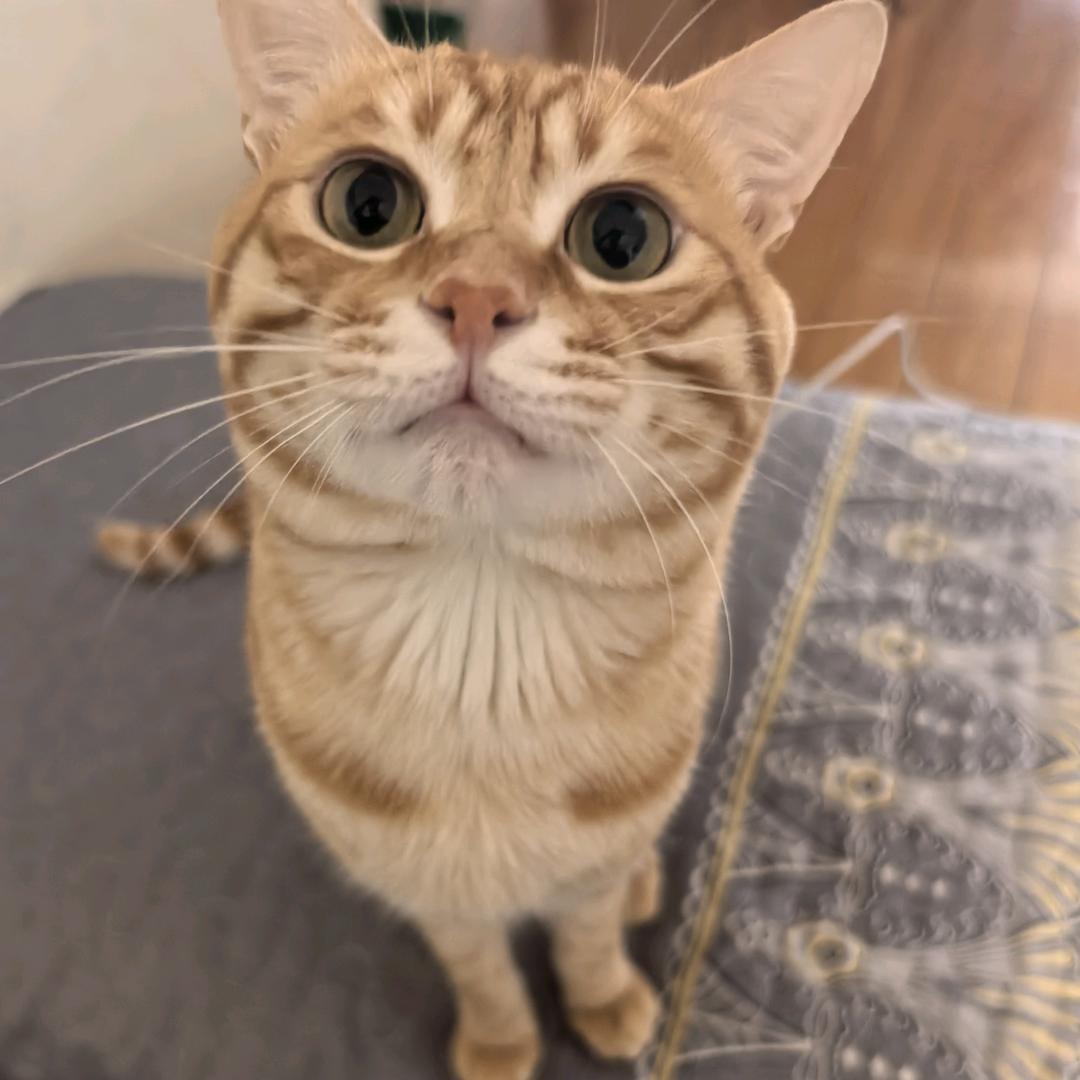 凌晨一点的猫