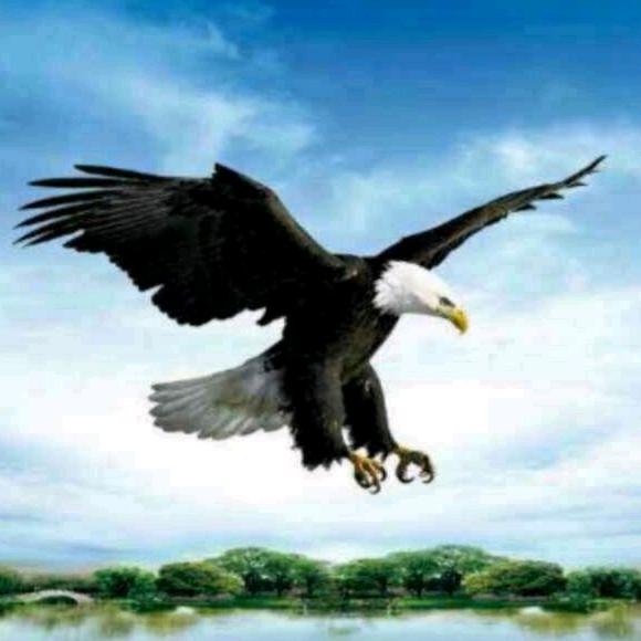 神鹰