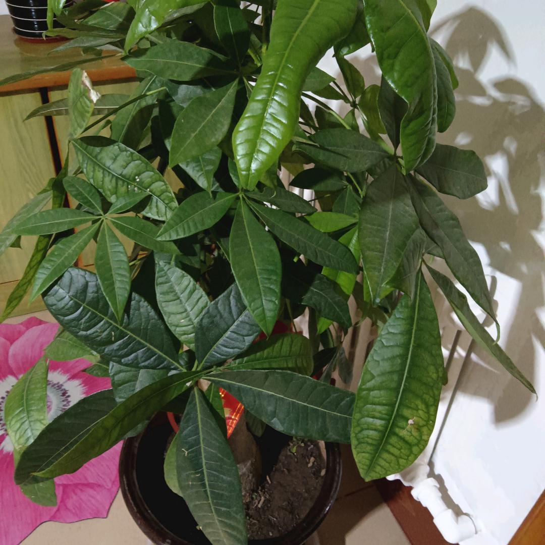 疯狂的牛
