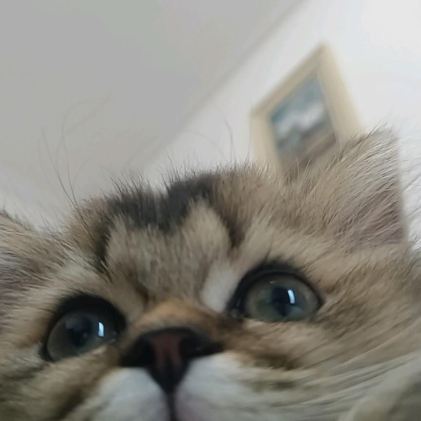 波斯不是猫🐱