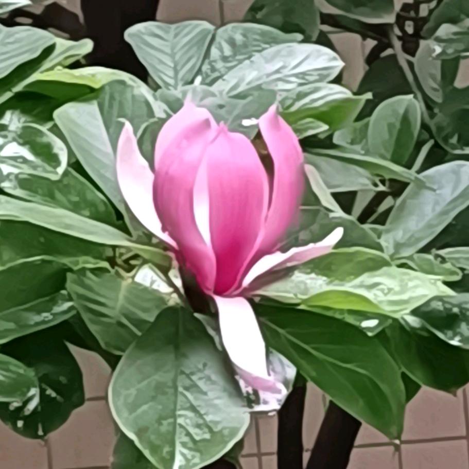 玉兰