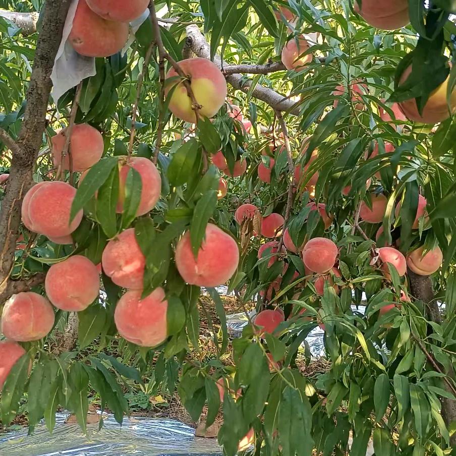 武安市午汲镇 温村春春果园采摘园