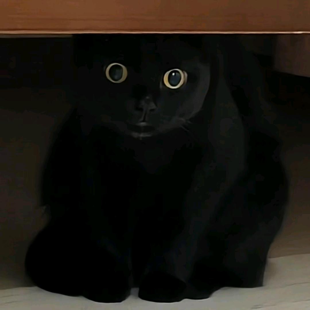 碳酸小猫