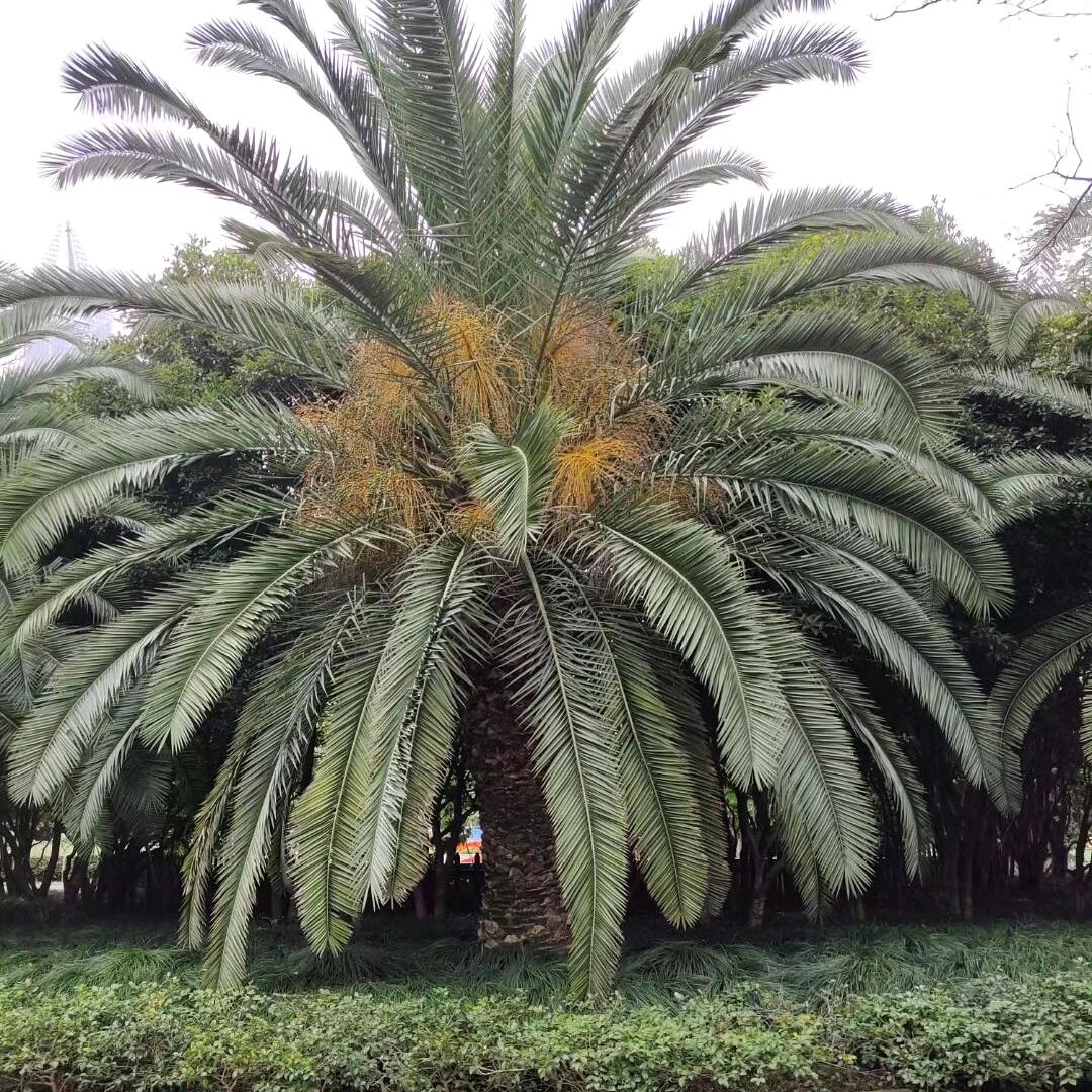 玫瑰天使