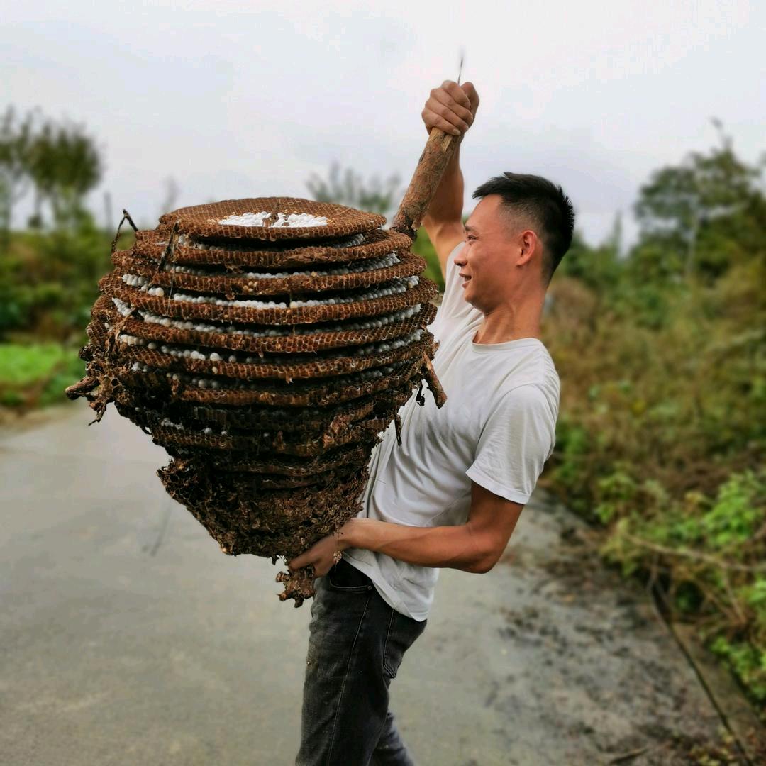 小明胡蜂养殖