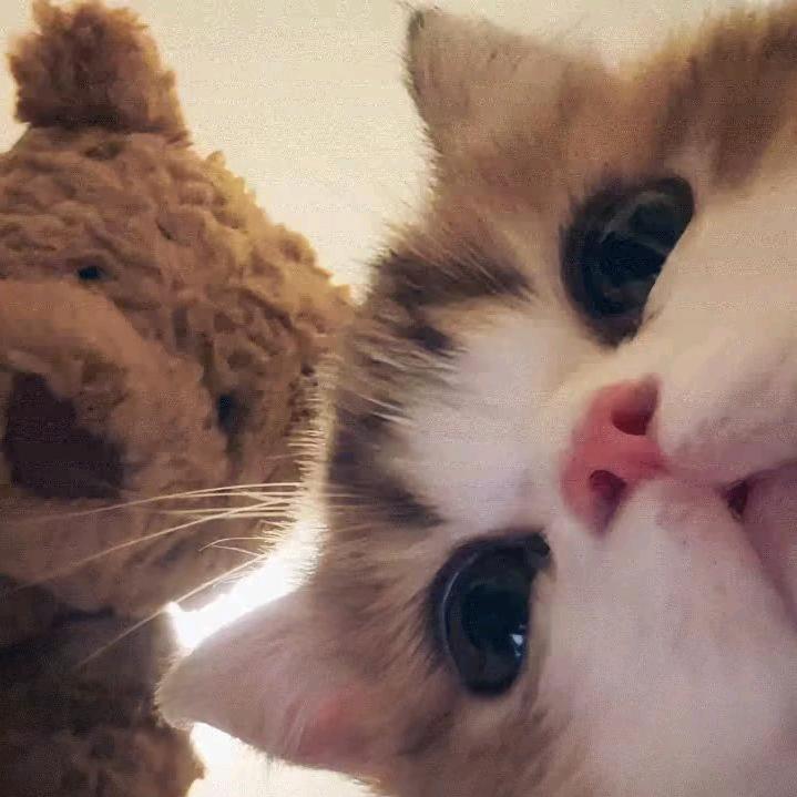 爱吃鱼的猫