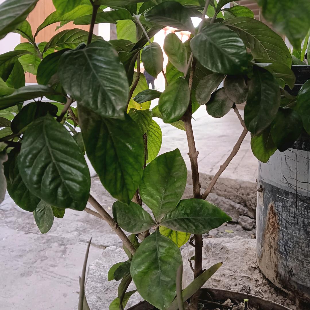 @永哥🍏🍏
