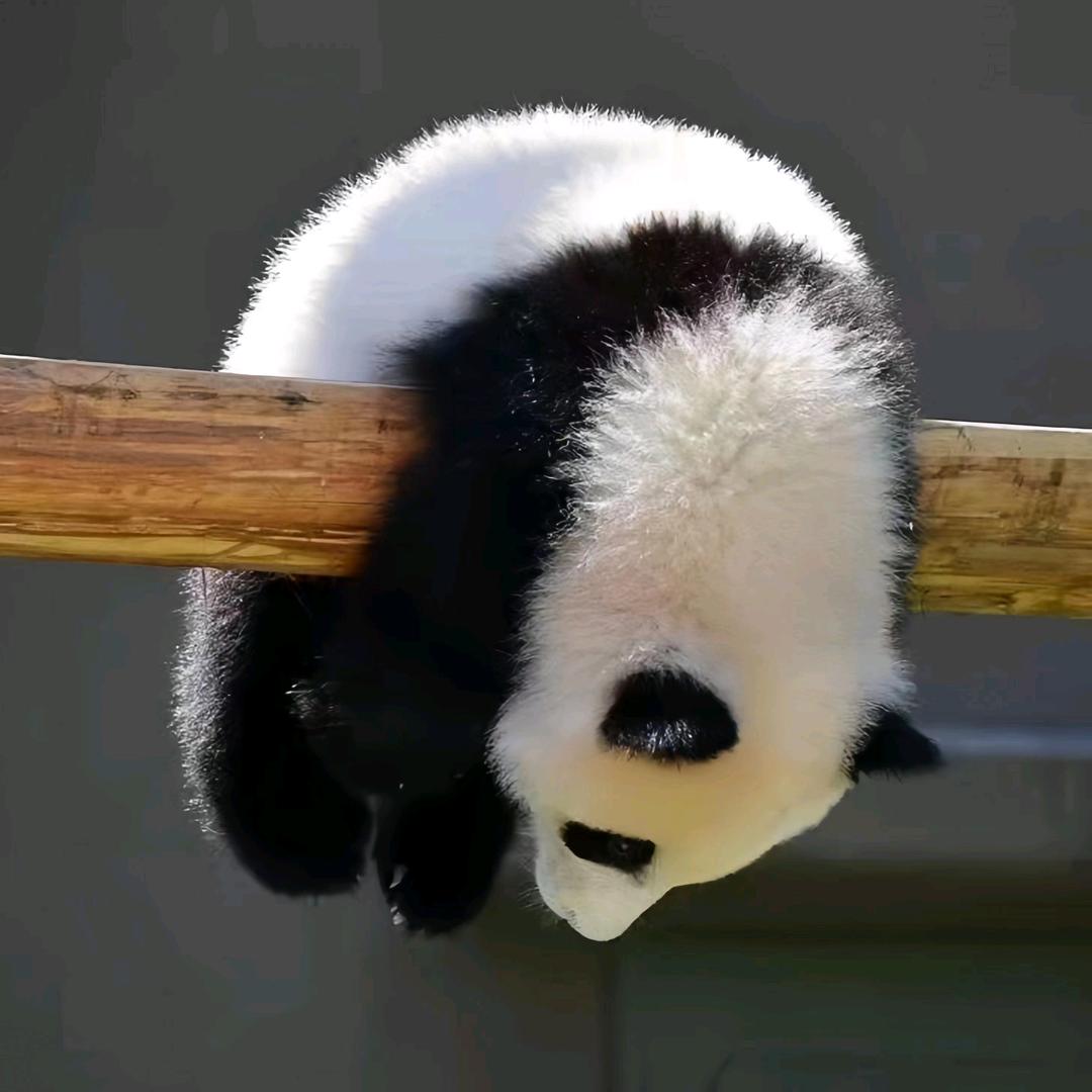 给糖就不闹头像