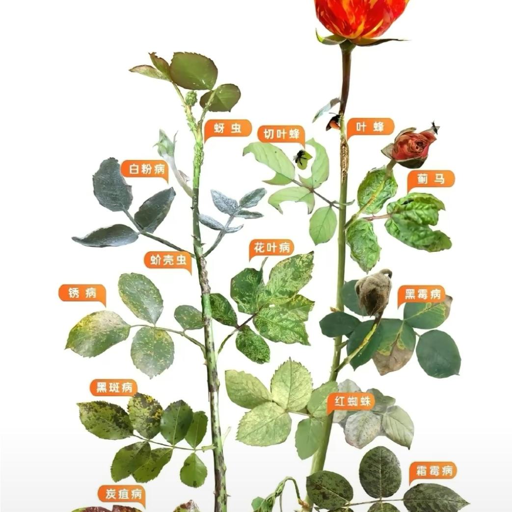小花🌸爱种花🌸