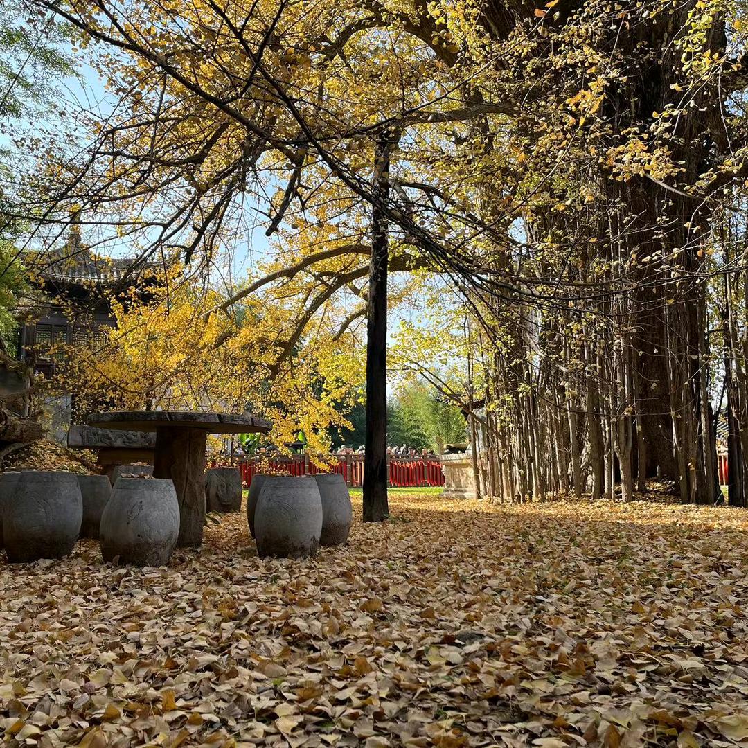 像风一样自由……