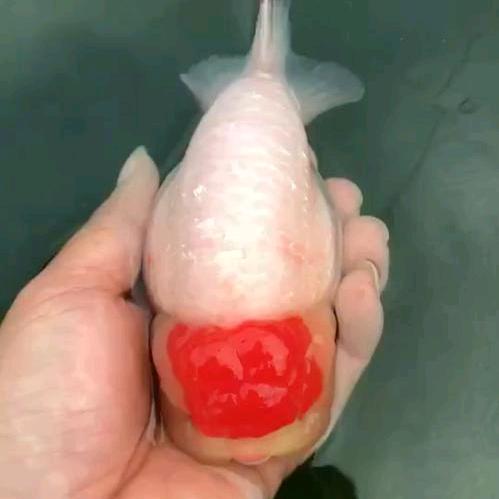 年年有鱼兰寿养殖场