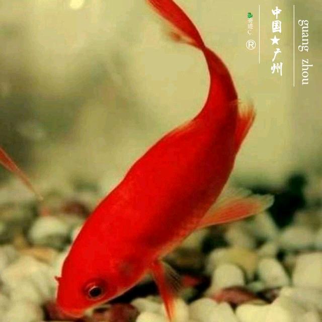 奇迹⁶₂¹🐠༉